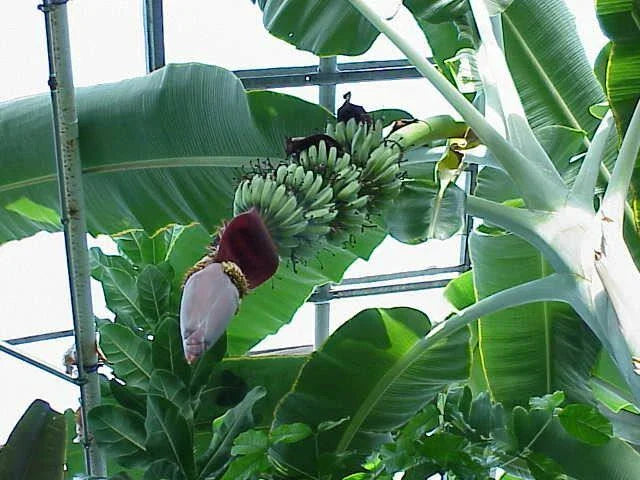 Musa 'Gran Nain' Banana Tree Live Plant - Tropical Indoor & Outdoor Fruit Plant