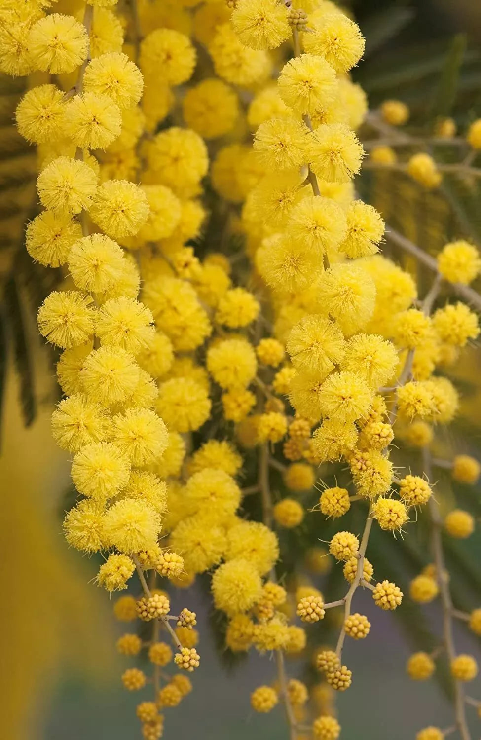 Golden Mimosa Tree Seeds - Acacia baileyana - 30 Seeds for Landscaping & Garden Planting