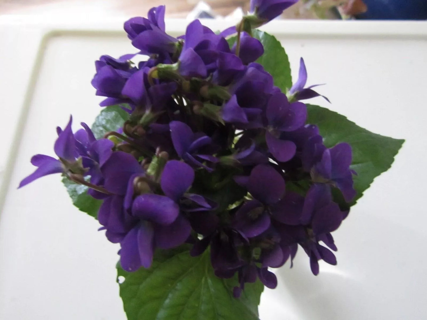 Purple Wild Violet Rhizomes – Organic Viola Perennial Bareroot Flower, Edible Herbaceous Plant, Hardy Ground Cover