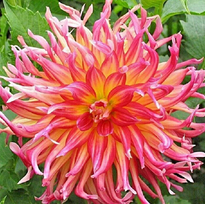 Dahlia 'Bora Bora' Live 4" Plant - Pink Red Yellow Cactus Flowers, Upright 2-3 ft, Full Sun