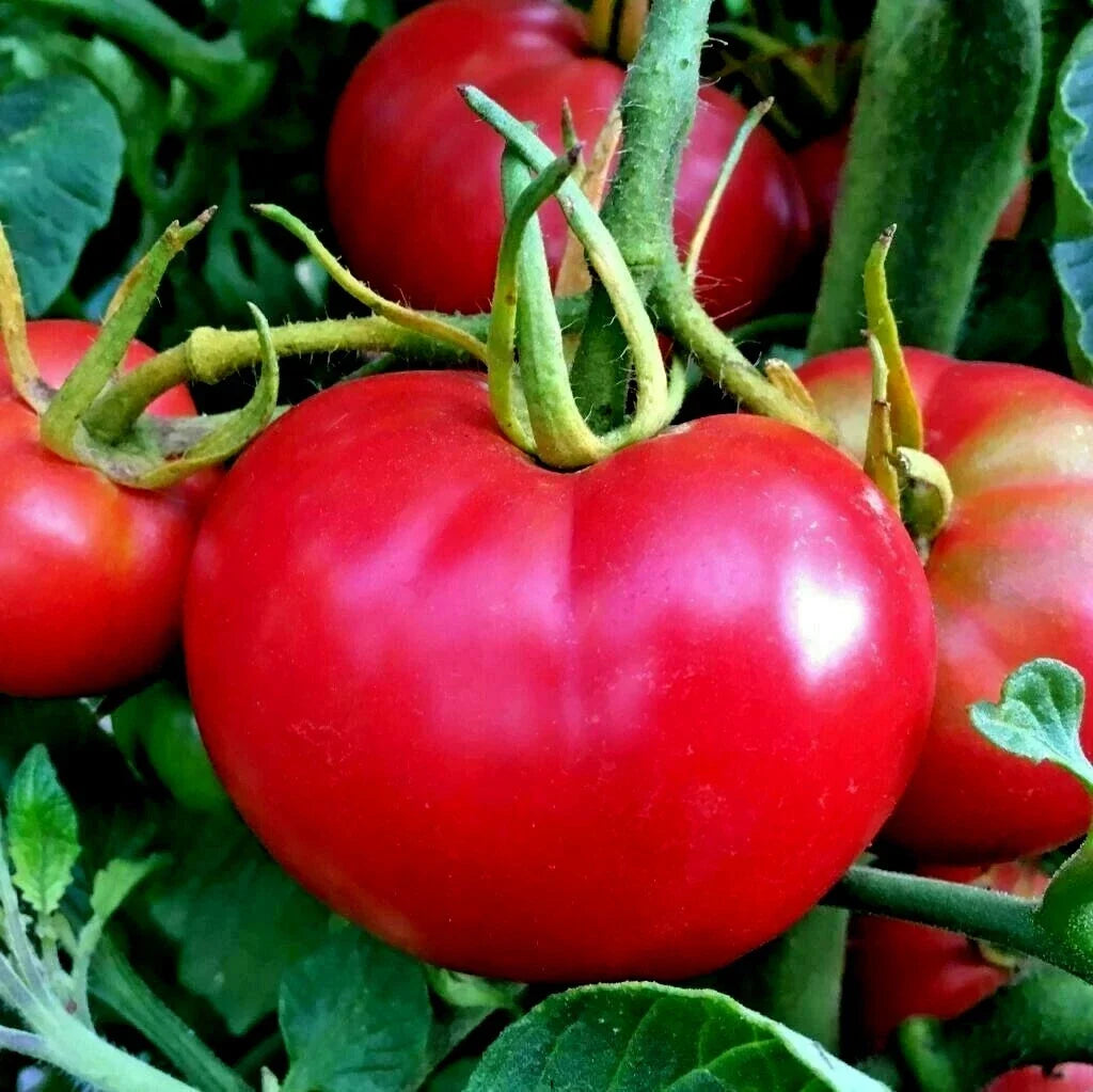 Organic Bradley Bush Tomato Seeds - Compact, High Yield, Solanum lycopersicum, Container Gardening, Non-GMO