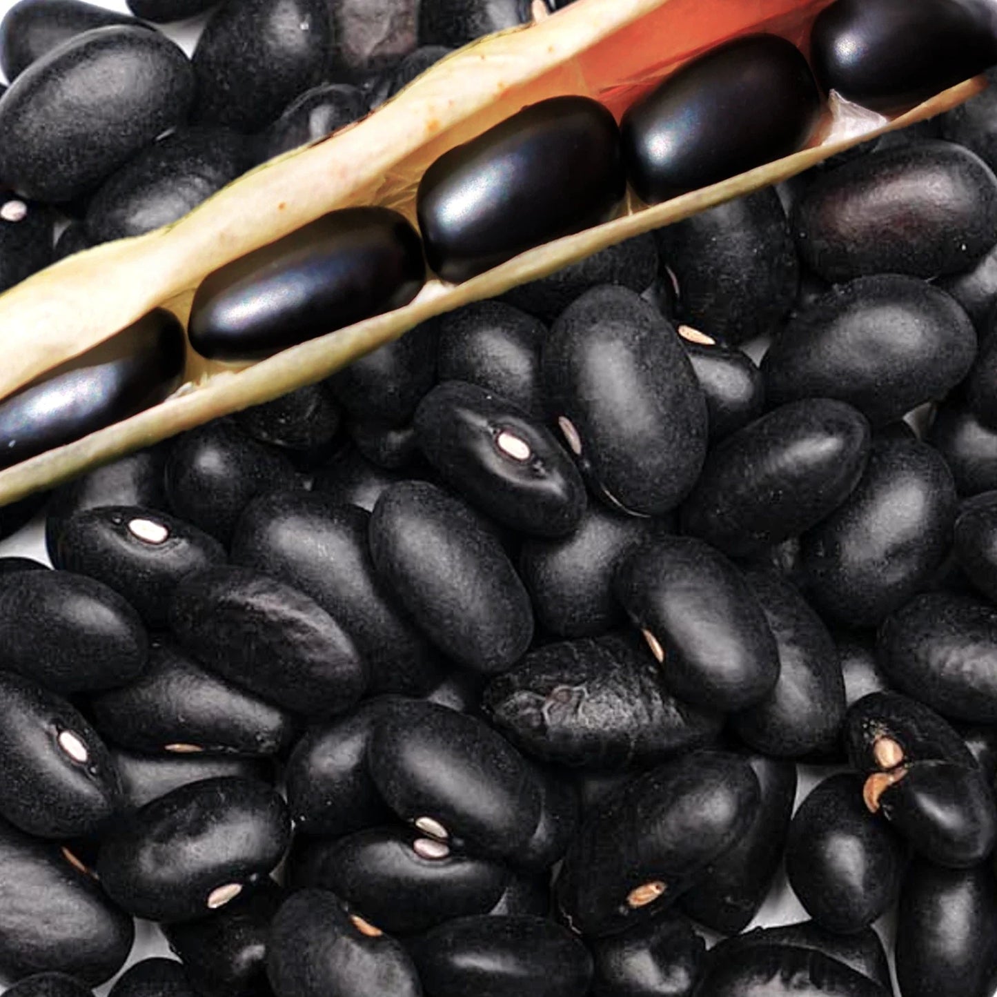 Black Bean Seeds for Planting | Mexican Frijoles Black Turtle | Phaseolus vulgaris, Bush Type, 50 Seeds