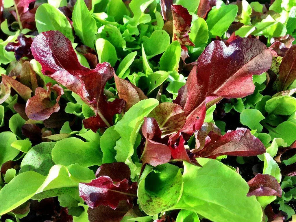 Mesclun Mix Seeds 500+ | Lettuce, Mustard, Tatsoi, Mizuna, Kale, Arugula Salad Greens