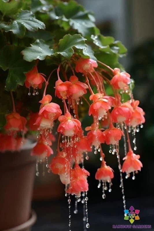 Red Weeping Begonia Seeds – Begonia x tuberhybrida, Cascading, Perennial, Garden & Container Planting