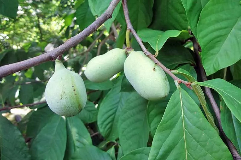 Paw Paw Tree Seeds 6 Pack - Organic Asimina triloba Fruit Seeds for Planting, Small to Medium Tree