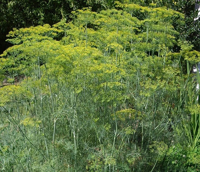 Dill Seeds Long Island Mammoth - 100/500/2000 Pack - Anethum graveolens