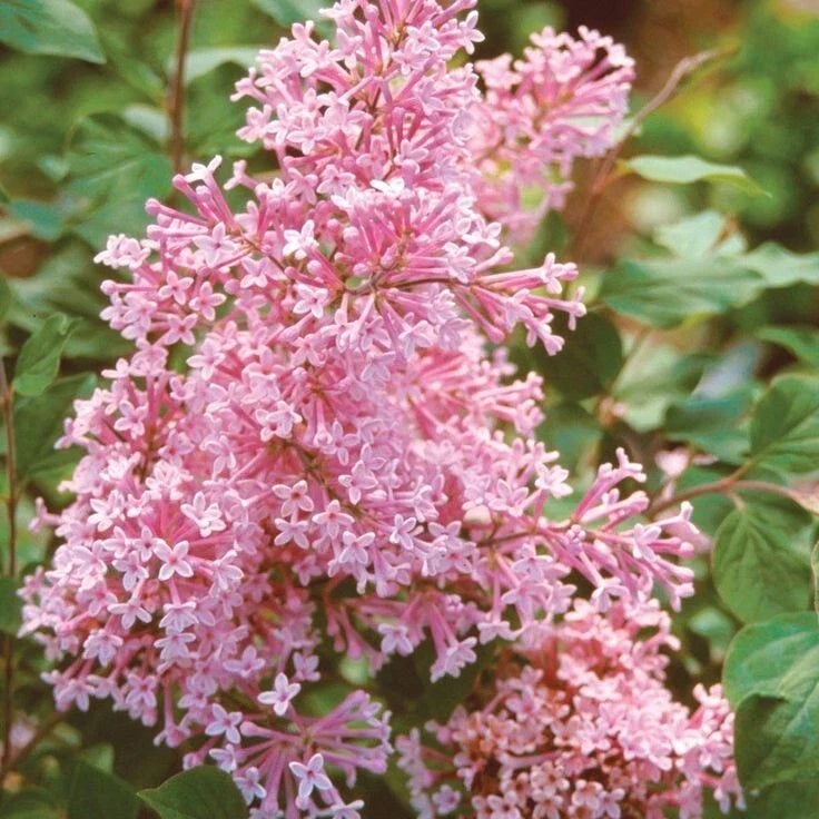 Coral Lilac Seeds | Fragrant Perennial Flower | Syringa vulgaris | Garden, Landscape, Pollinator Attracting