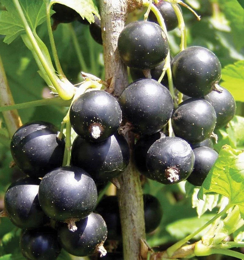 Black Currant Live Plant, Bareroot 1-2 Years Old, Ribes nigrum, Fruit-bearing, Hardy, Full Sun to Partial Shade