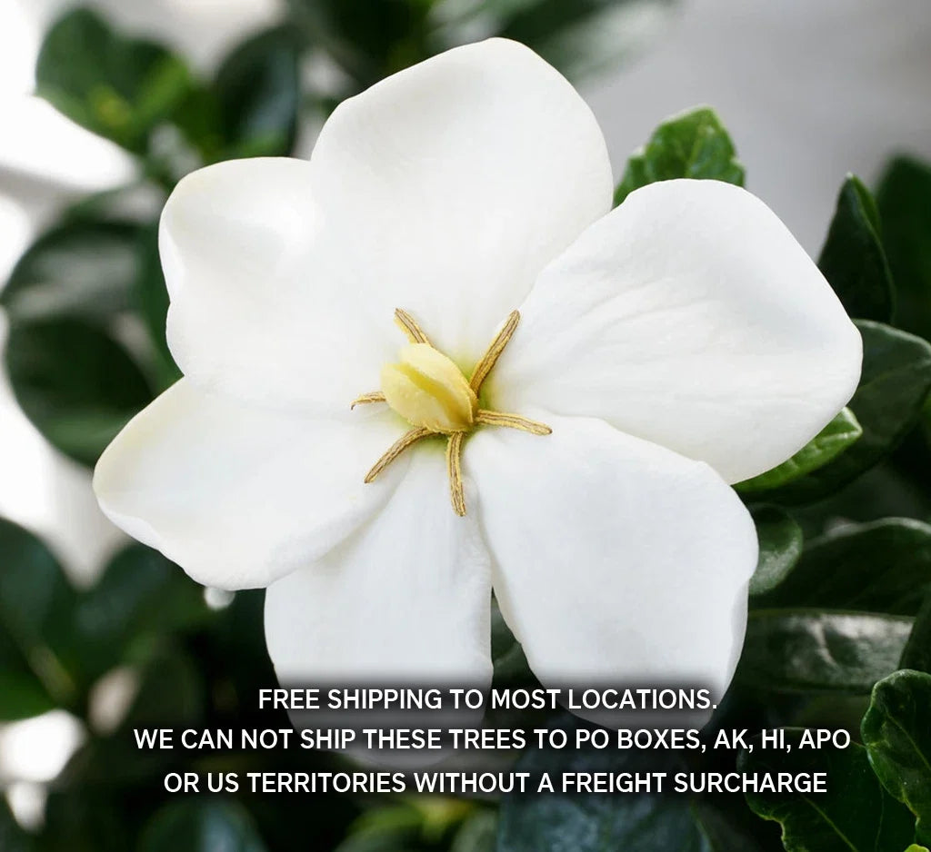 Gardenia Plant - 2 Year Old - Highly Fragrant White Flowers - Gardenia Jasminoides 'Kleim's Hardy'