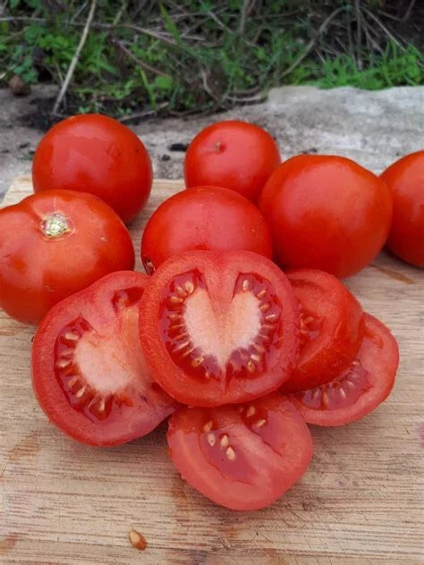 Nepal Tomato Live Starter Plants Set of 2 – Heirloom Solanum lycopersicum, 4+ Inches, Globe-Shaped Red Fruits