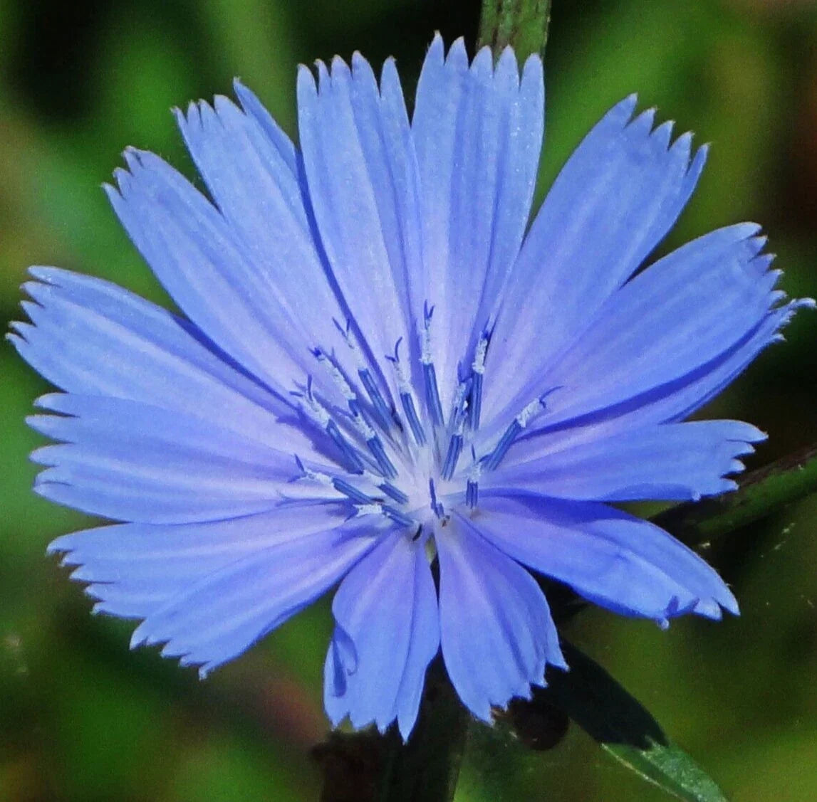 Chicory Seeds 600+ Blue Perennial Flower Seeds for Garden Planting - Chichorium intybus