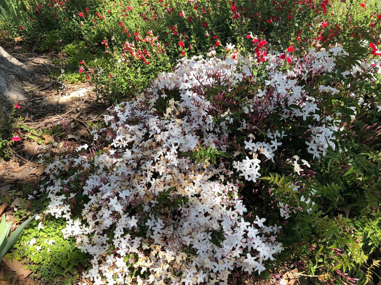 Organic Live Pink Jasmine Cuttings - Jasminum polyanthum - USA Grown
