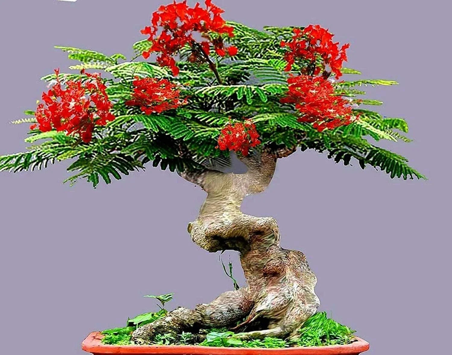 Flamboyant Flame Tree Seeds | 20 Seeds | Delonix regia | Tropical Bonsai Cultivation, Bright Red & Orange Flowers