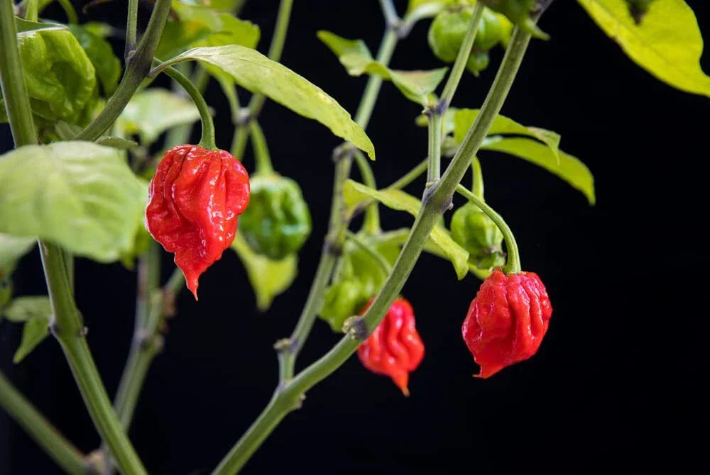 Carolina Reaper Pepper Seeds - Capsicum chinense - World's Hottest Pepper Variety