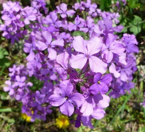 75 Lunaria annua Seeds - Silver Dollar Plant Flower Seeds for Gardens & Containers