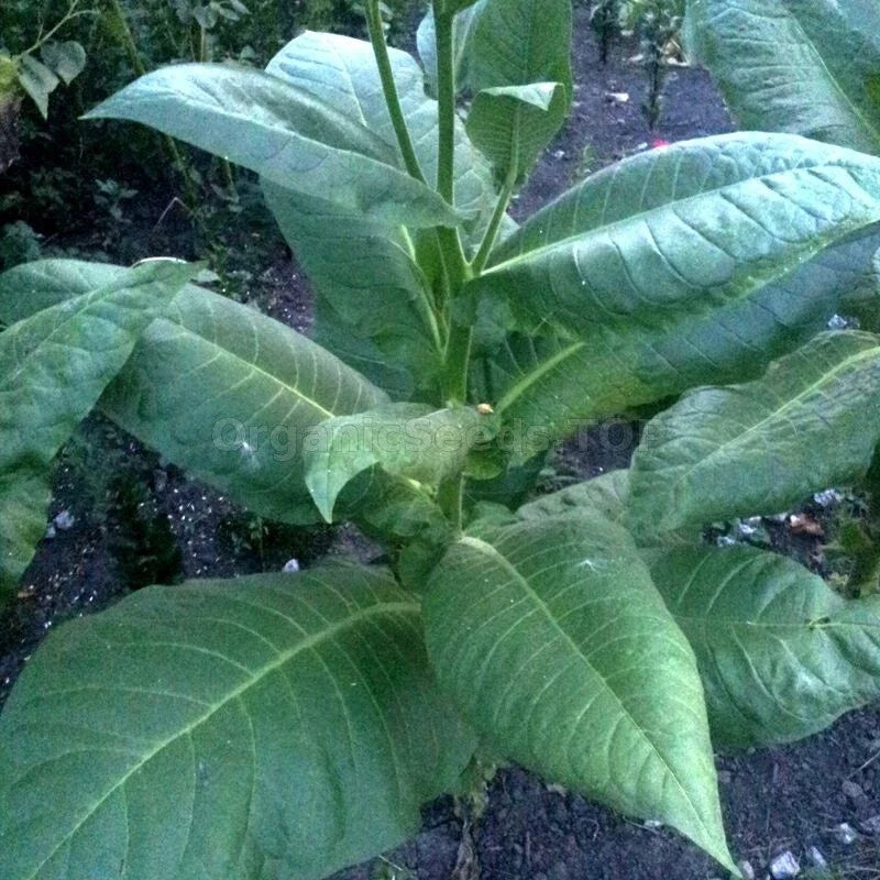 Burley Tobacco Seeds 1000 Heirloom Nicotiana Tabacum for Home Growing, Flavorful Annual Plant