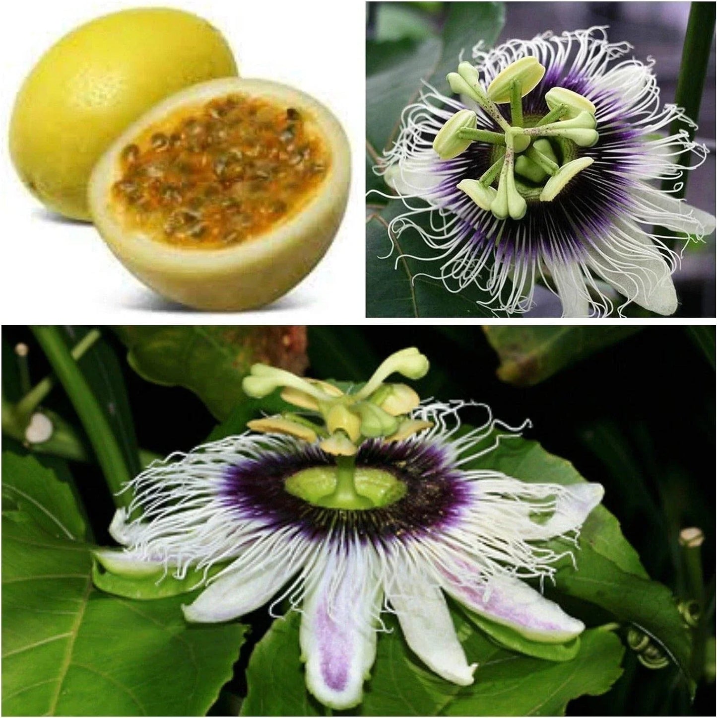 Sweet Sunrise Passion Fruit Plant - Passiflora edulis Live Starter - Self Fertile