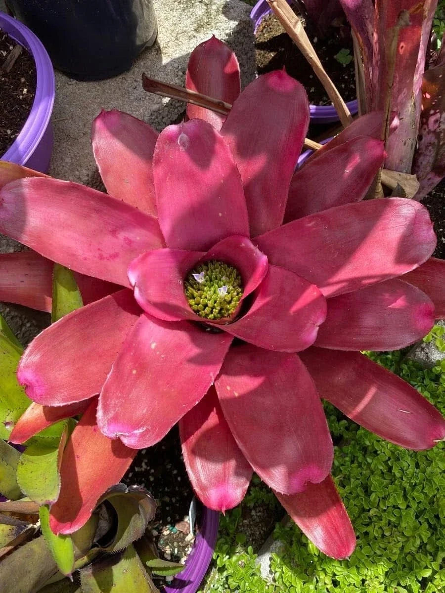 Neoregelia 'Petra' Bromeliad Plant - Colorful Tropical Indoor Houseplant - Compact Potted Bromeliad