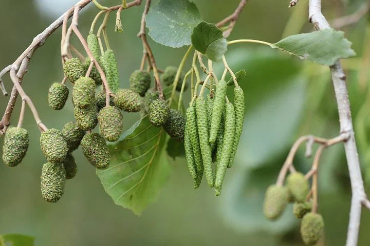 Black Alder Tree Seeds - 50 Pack Alnus Glutinosa Native Wetland Tree Seeds for Planting