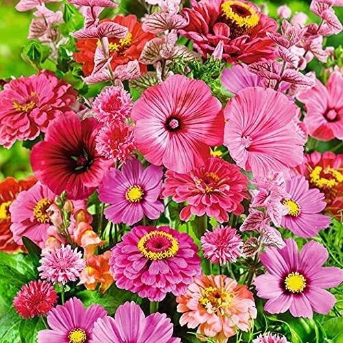 Wildflower Seed Mix - 200+ Seeds - Pink Passion Blend - All Pink Flowers - Various Species