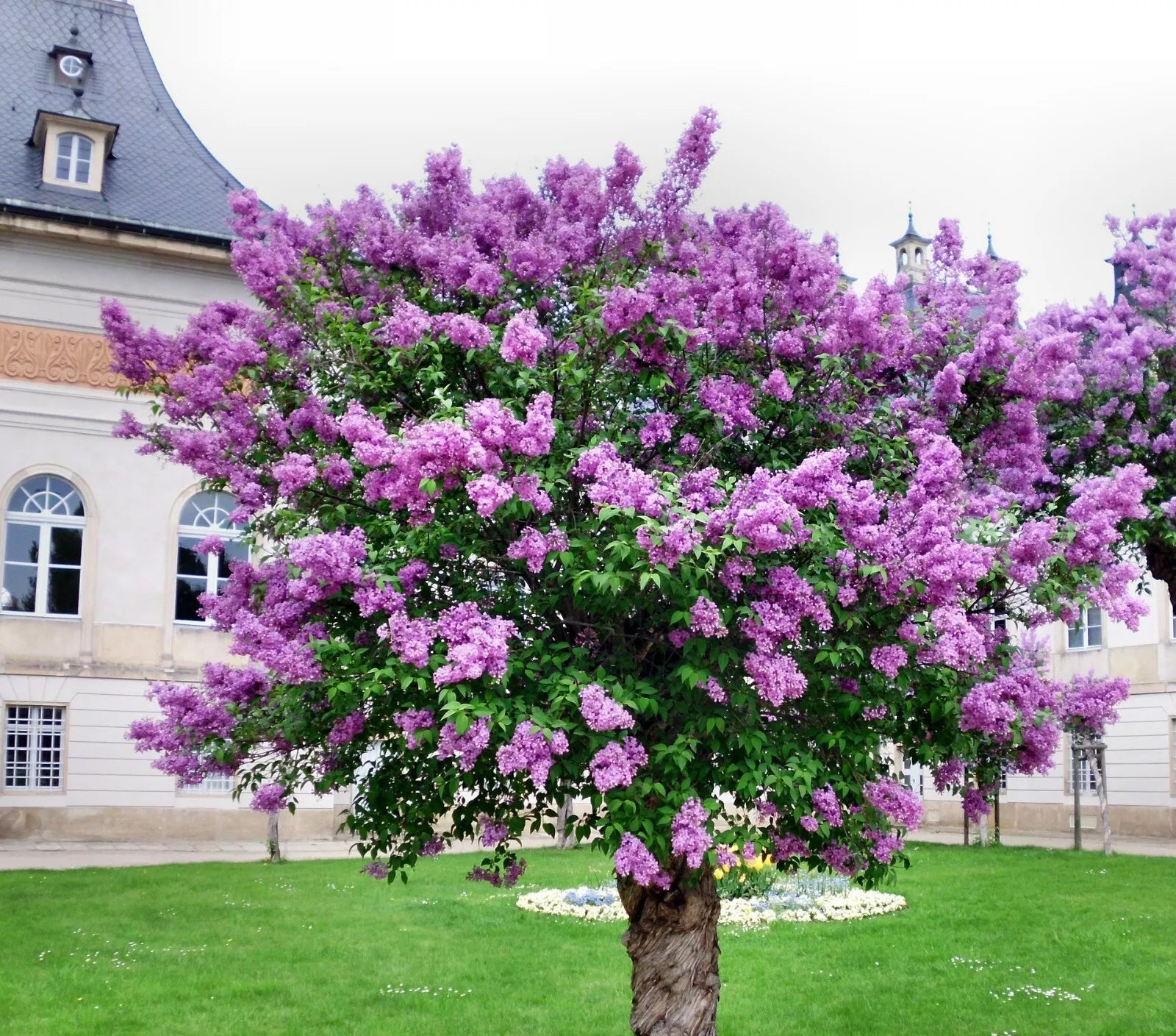 Persian Lilac Seeds - Melia azedarach - Fast Growing Sacred Tree with Fragrant Purple Blooms - 30 Seeds for Garden & Landscaping