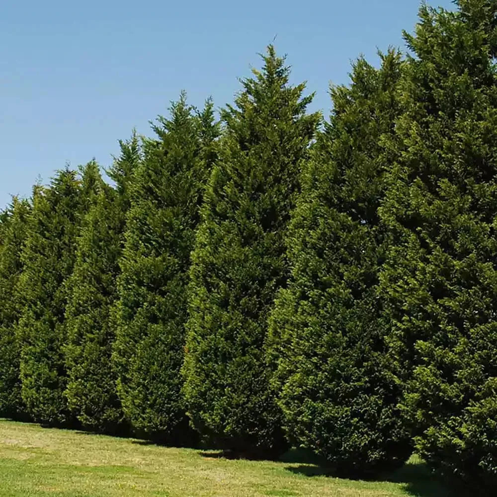 Leyland Cypress Tree Cuttings – Fast-Growing Evergreen, Non-Rooted, Cupressus × leylandii, Privacy Fence, Organic, 6+2 Free