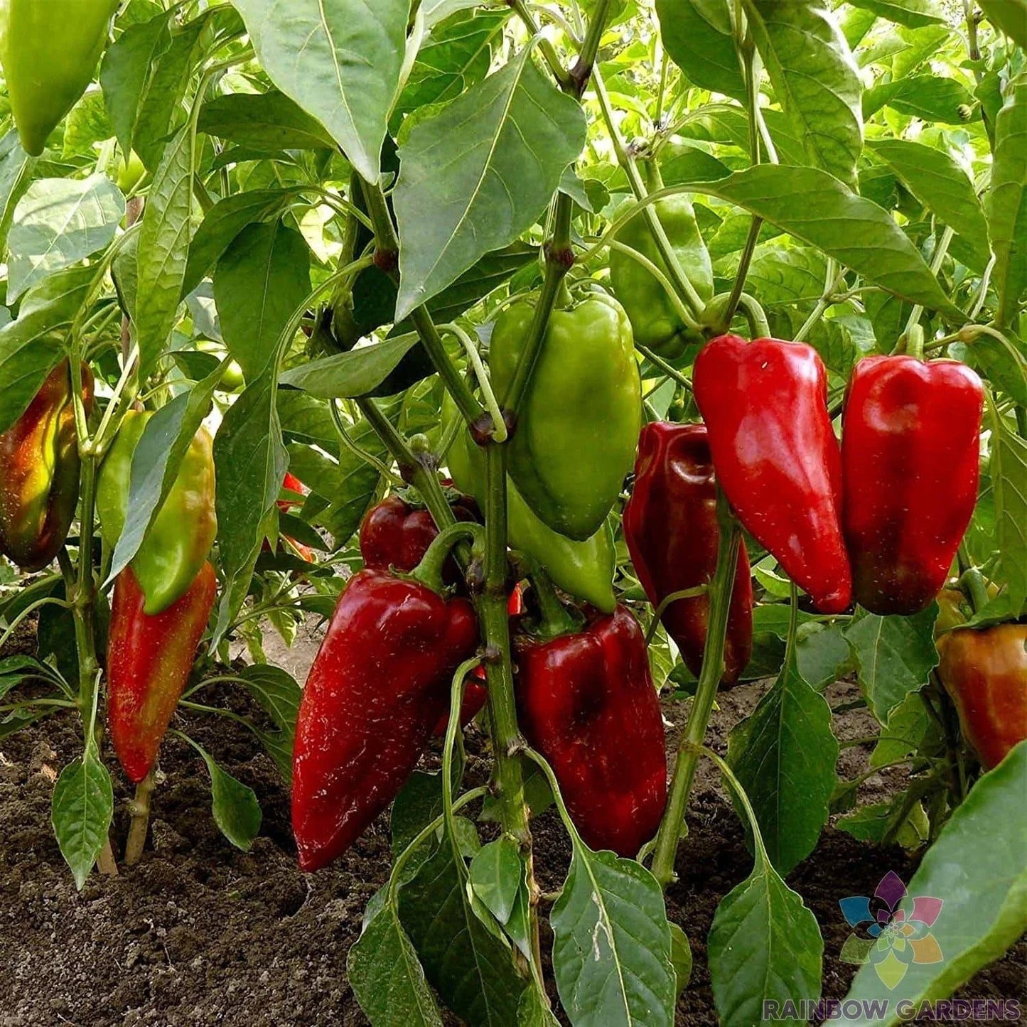 Carmen Hot Pepper Seeds - 25+ Non-GMO Capsicum annuum for Garden Planting, Full Sun, USA Grown