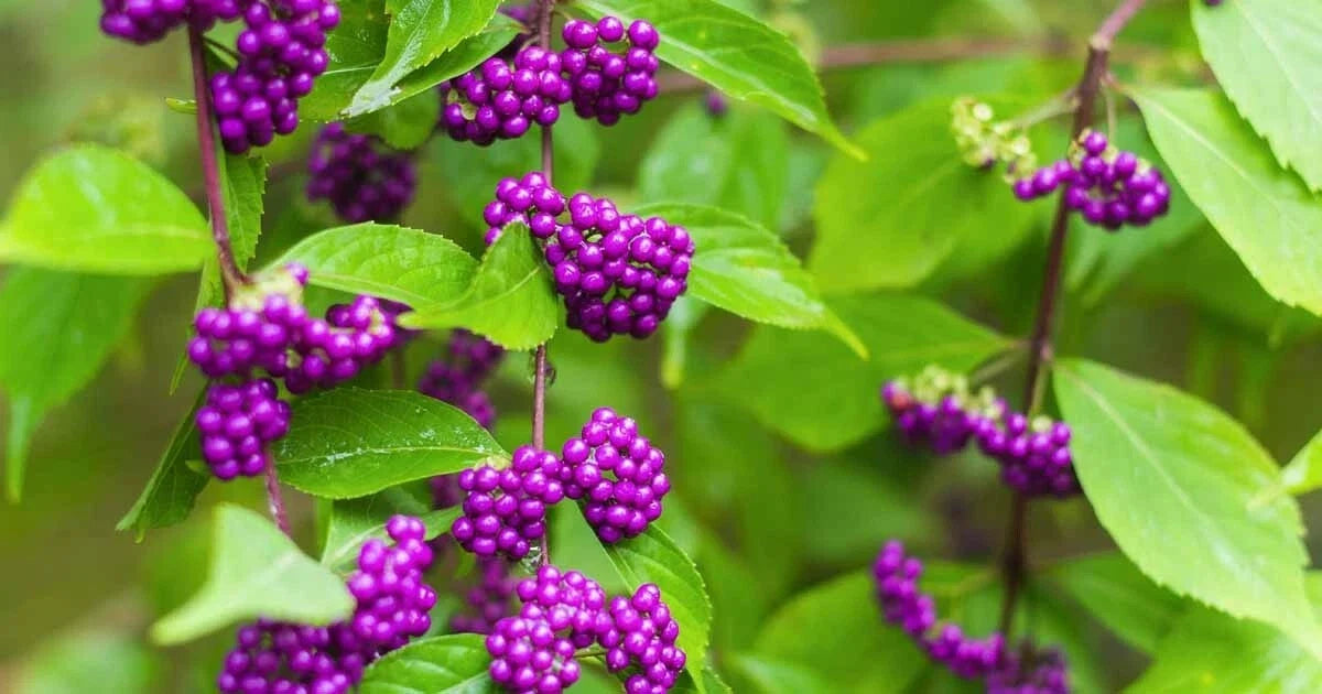 Purple American Beauty Berry Seeds - Pack of 50 - Callicarpa americana - Deciduous Shrub for Gardens & Landscaping