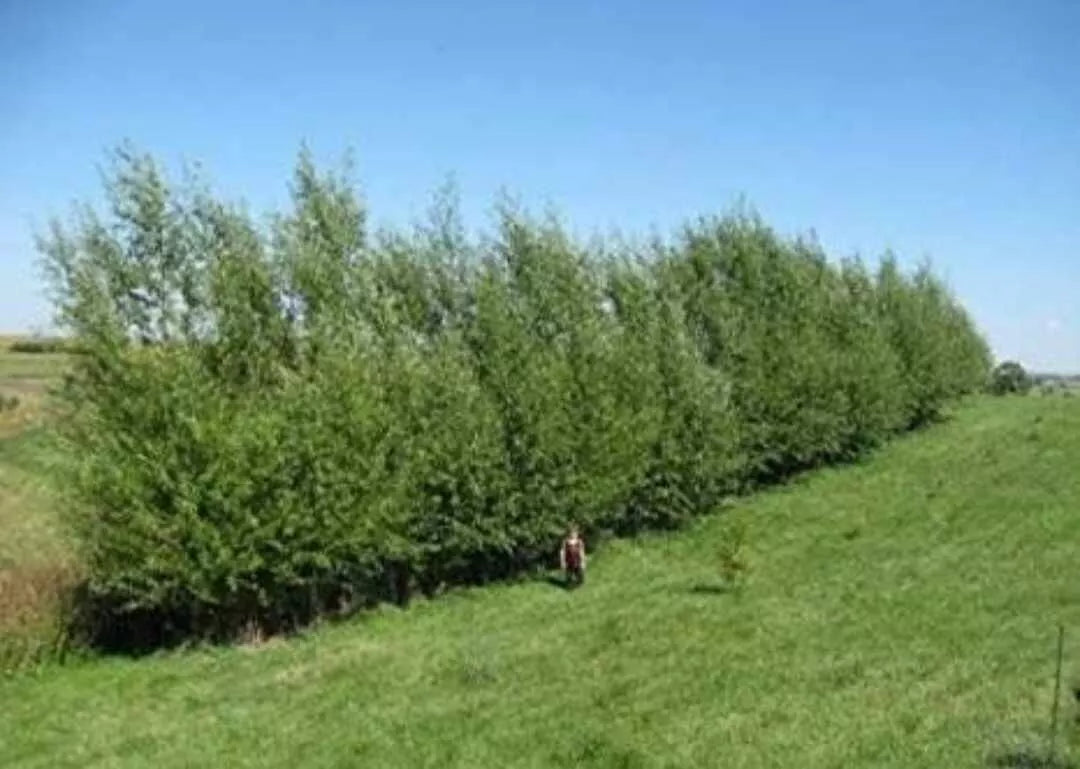 Austree Hybrid Willow Tree Cuttings - Fast Growing Privacy Hedge - 10 Cuttings for Screening & Landscaping - Salix x sepulcralis