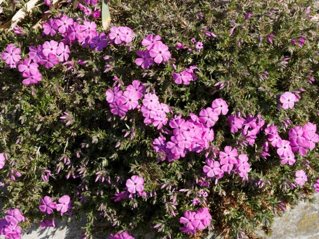 Red Admiral Phlox Seeds - 100+ Count, Vibrant Red Flowers, Phlox paniculata, Garden Planting, Butterfly Attracting, USA