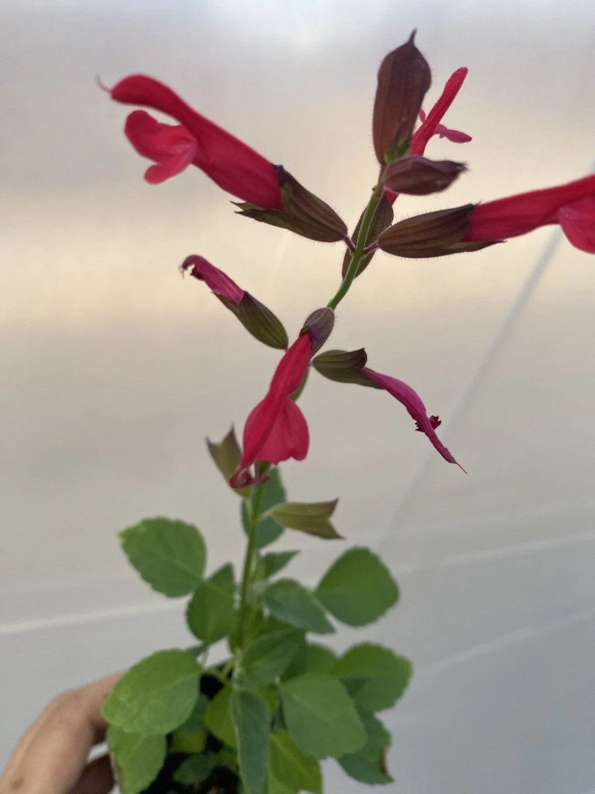 Salvia Plant 3" Pot Roman Red Salvia splendens Low Maintenance Pollinator Magnet