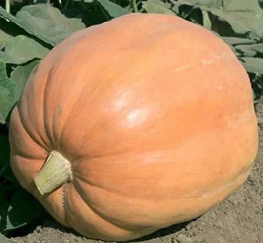 Giant Pumpkin Seeds - Heirloom Organic Non-GMO - 40-60 lbs Cucurbita maxima