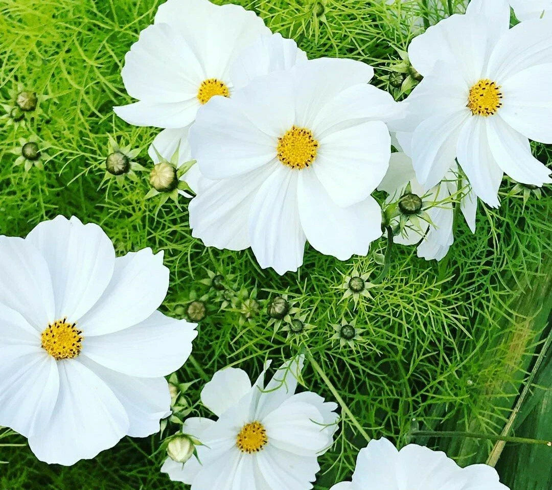 Cosmos Flower Seeds White Purity 40 Seeds Cosmos bipinnatus for Gardens, Borders, Containers