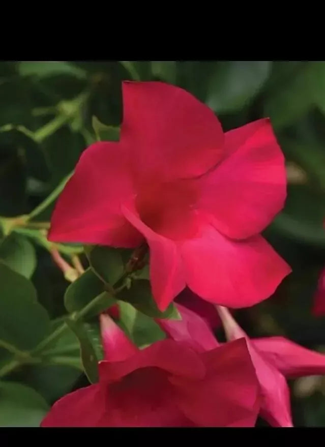Mandevilla Tourmaline Fuchsia Live Plant Plug - 2 Inch Potted Garden Plant