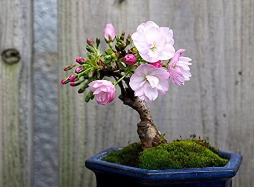 Sakura Bonsai Tree Seeds - 10 Pack - Cherry Blossom - Prunus serrulata - Indoor & Outdoor Gardening
