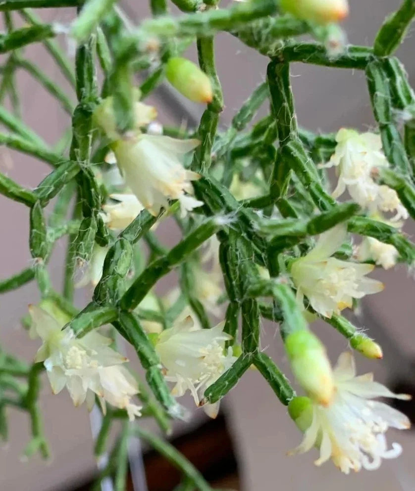 Rhipsalis Cereuscula Coral Cactus 3-Inch Pot Rooted Tropical Houseplant, Unique Hanging or Tabletop Plant