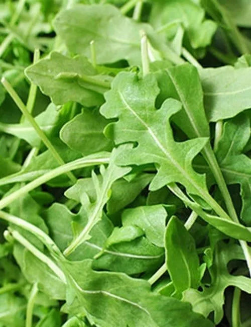 Arugula Seeds, Slow Bolt, Non-GMO, Organic Rocket, Eruca sativa, Heirloom Variety for Gardening & Salads