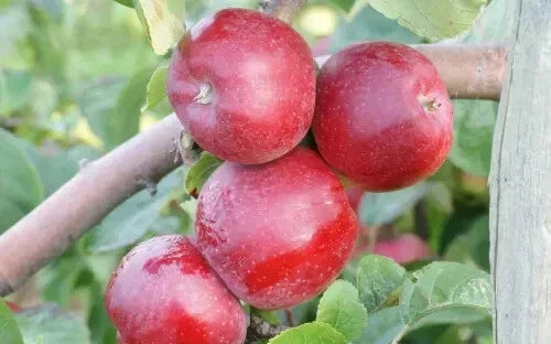 Liberty Apple Seeds - 25+ Pack for Gardening - Malus domestica - Non-GMO, USA