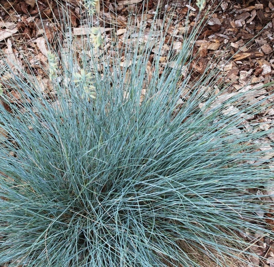 Blue Fescue Ornamental Grass Elijah Blue Bare Root Festuca glauca Unique Bluish Gray Color Low Maintenance