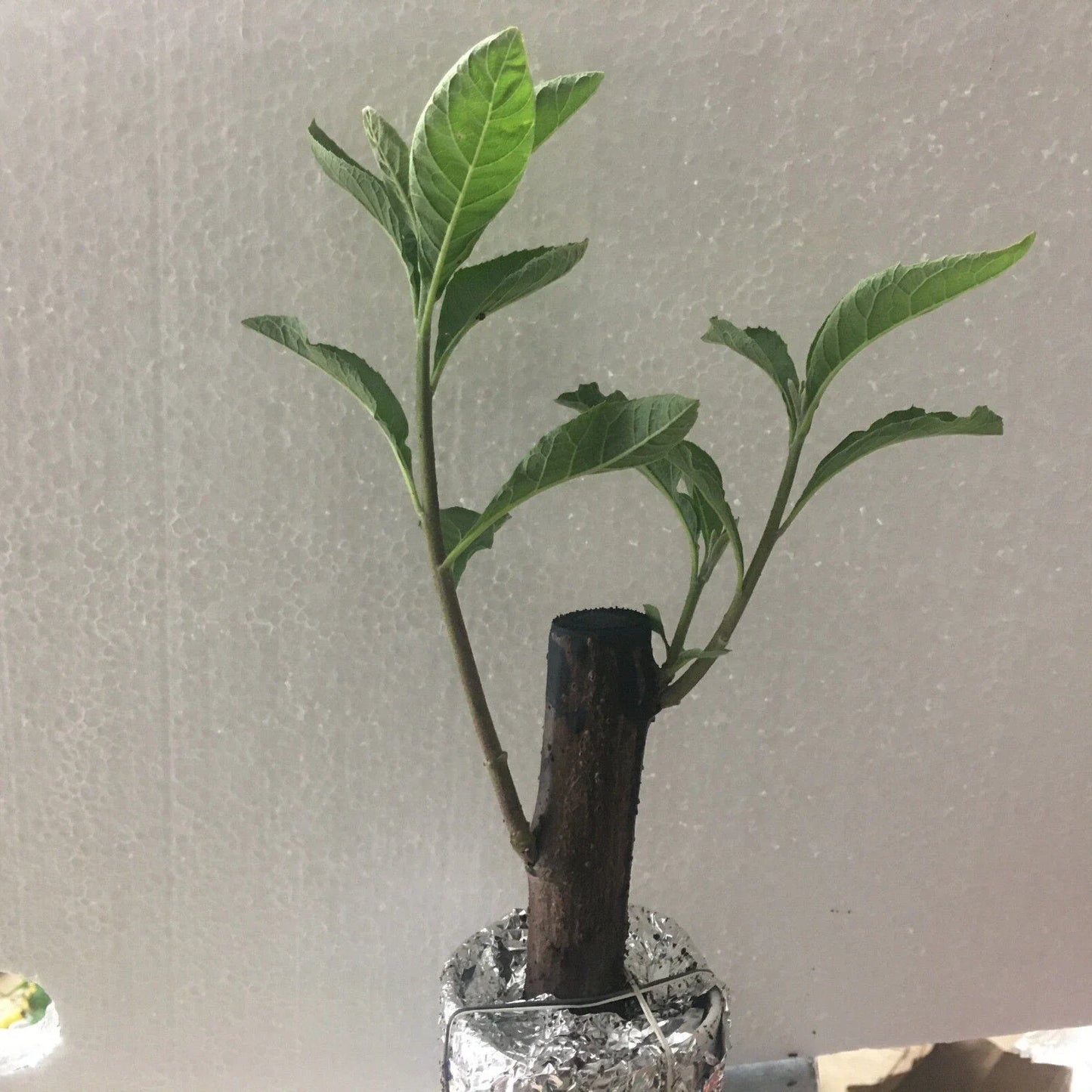 African Bitter Leaf Plant - Live Vernonia amygdalin for Medicinal Use, Culinary, Indoor & Outdoor Gardening