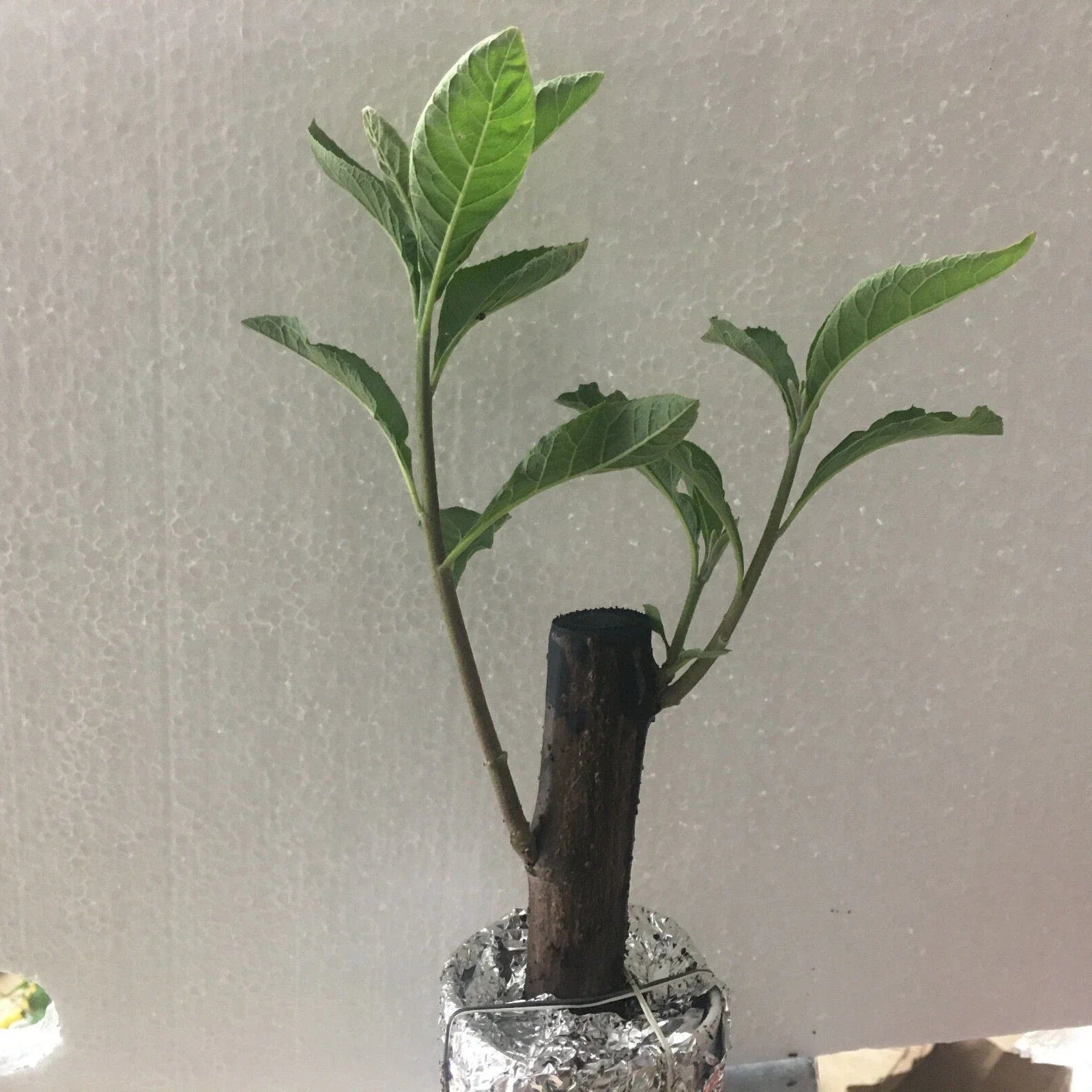 African Bitter Leaf Plant - Live Vernonia amygdalin for Medicinal Use, Culinary, Indoor & Outdoor Gardening