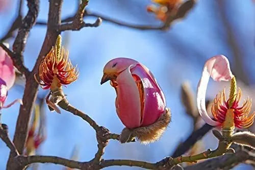 Yulan Magnolia Tree Seeds - Pink Flowering Buds - Magnolia denudata - Deciduous Garden Plant, 5 Count