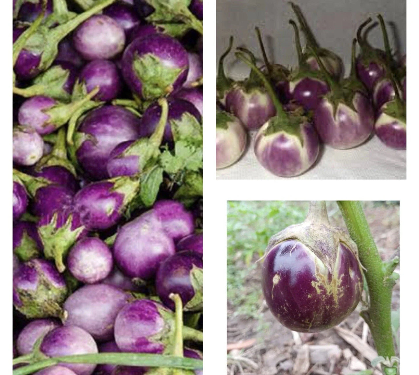 Thai Round Purple Eggplant Seeds - Non-GMO, Solanum melongena, 50+ Seeds, Vegetable, Easy to Grow, Full Sun, Bushy Plant