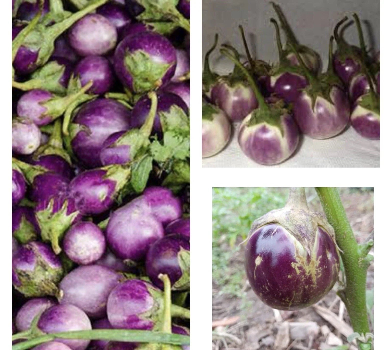 Thai Round Purple Eggplant Seeds - Non-GMO, Solanum melongena, 50+ Seeds, Vegetable, Easy to Grow, Full Sun, Bushy Plant