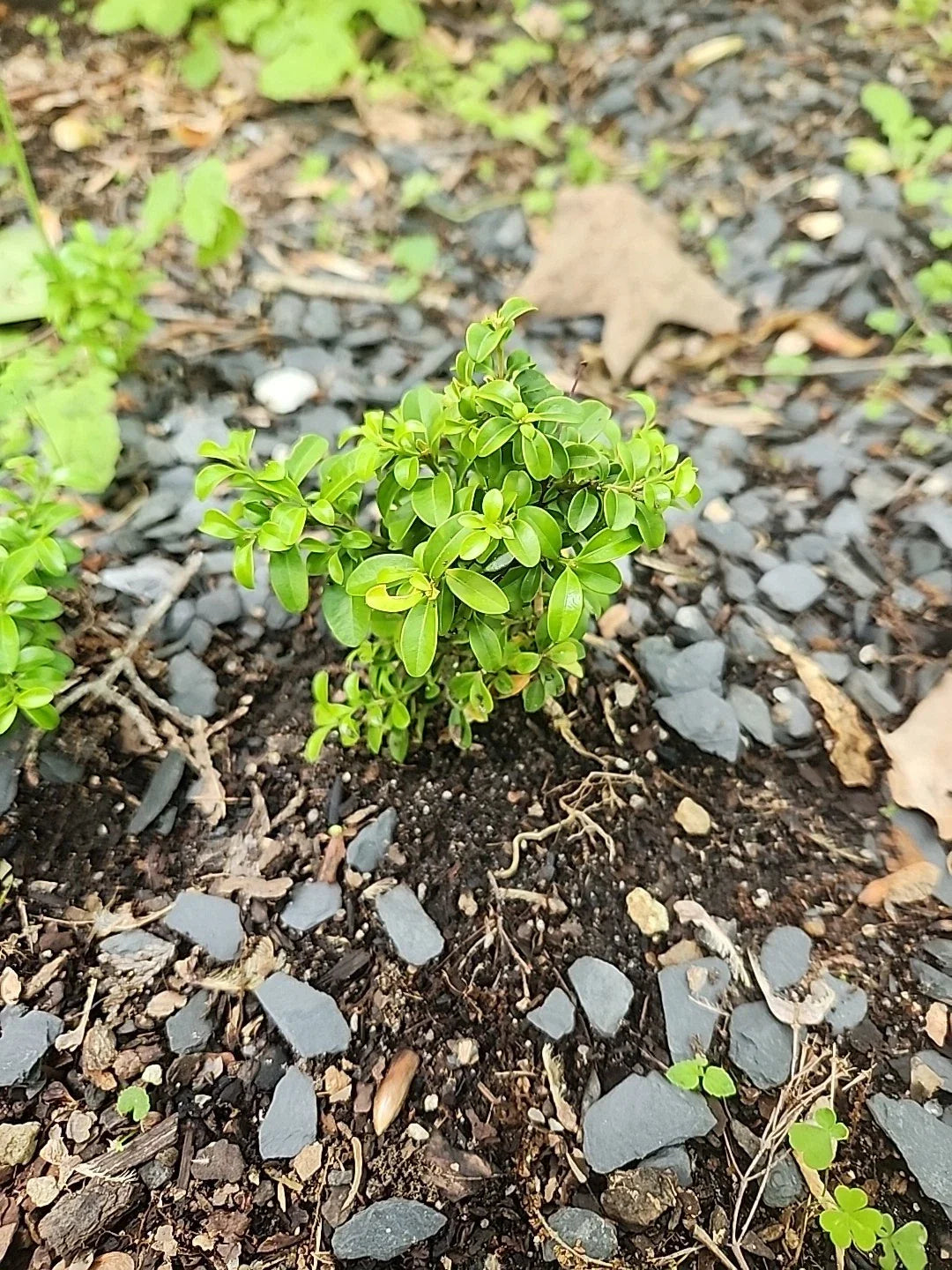 Kingsville Boxwood Mame Bonsai Tree, Rare Buxus microphylla 'Kingsville', Indoor Miniature Bonsai Plant, Compact Evergreen Foliage