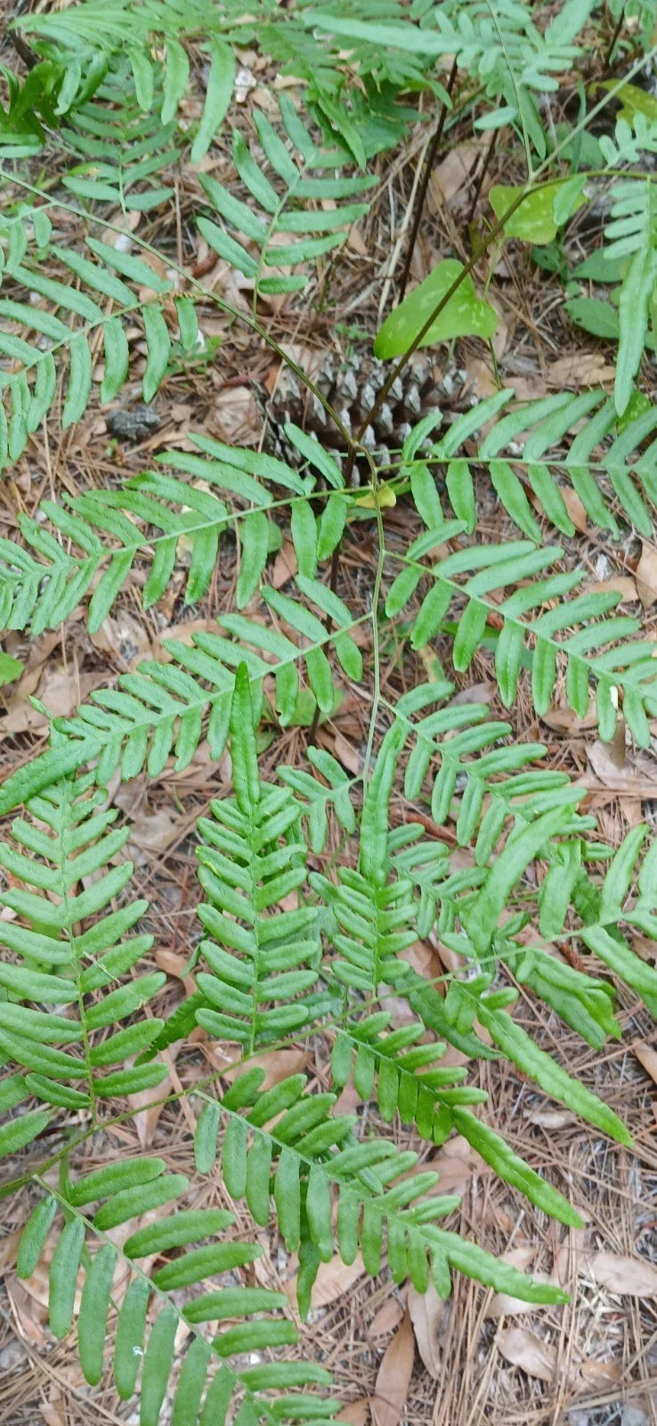 Eagle Fern Live Plants Set of 7 - Rare Pteridium aquilinum Woodland Ferns for Part Shade Gardens