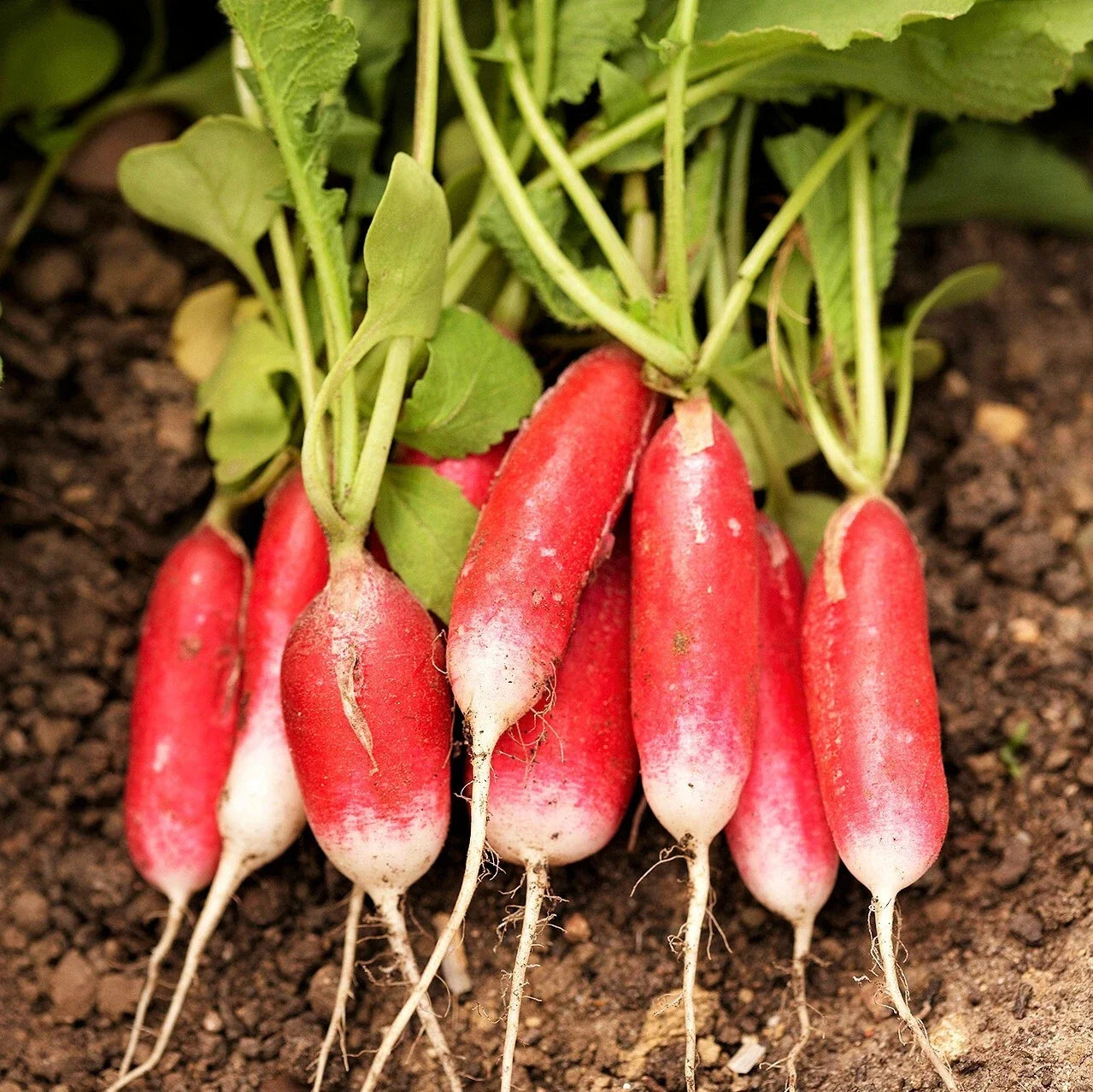 French Breakfast Radish Seeds | Long Red Pink White Radishes | Raphanus sativus | Non-GMO, Fast-Growing, 25-30 Days