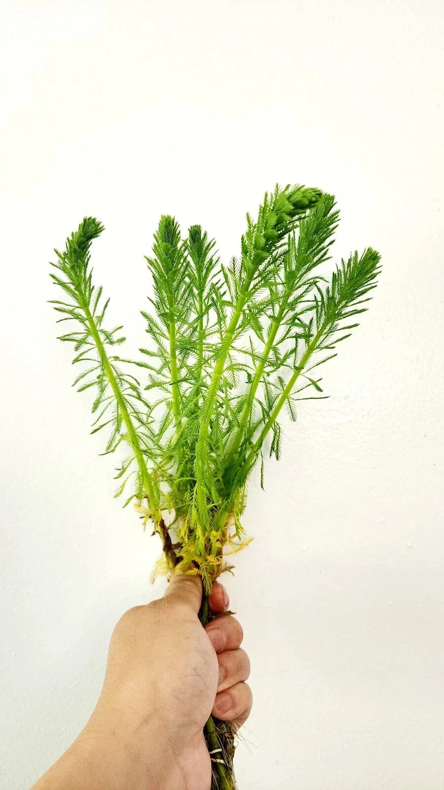 Parrot's Feather Aquatic Plant - Marginal Pond Plant - Myriophyllum aquaticum - Live Water Garden Plants Bundle (Buy 3 Get 3 Free)