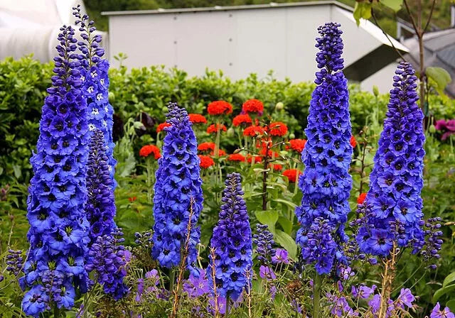 Dark Blue Delphinium Seeds - Pacific Giants, Hardy Perennial, 100 Pack, Tall Upright Blue Flowers, USA Grown