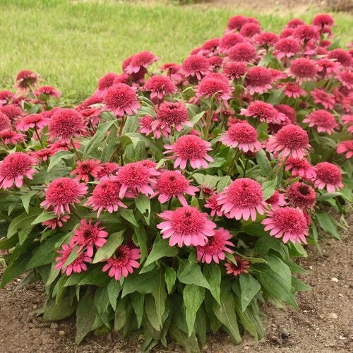 Raspberry Beret Coneflower Seeds - Echinacea Purpurea Perennial Flowers for Garden, Attracts Pollinators, Drought-Tolerant